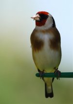 Goldfinch.jpg