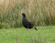 black grouse.JPG