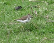 common sandpiper.JPG