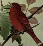 Summer tanager.jpg