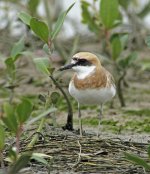 greater sandplover breed DB rx100M2 stx95mm_DSC6313.jpg