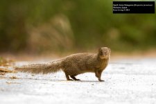 Small Asian Mongoose.jpg