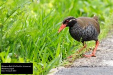 Okinawa Rail.jpg