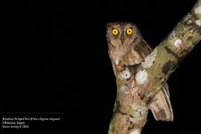 Ryukyu Scops-Owl.jpg