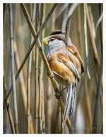 Parrotbill%2C%20Reed-%20Nanhui%20April%20%231-XL.jpg