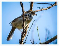 Manchurian%20Reed%20Warbler%20-%20XYS%20April%20%231-XL.jpg