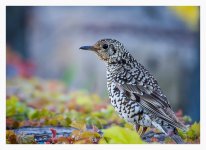 Scaly%20Thrush%20-%20XYS%20April%20%231-XL.jpg