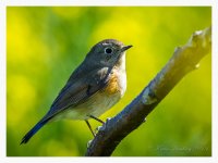 Bluetail%2C%20Red-flanked%20-%20XYS%20April%20%231-XL.jpg