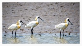 Spoonbill%2C%20Black-faced%20-%20Nanhui%20April%20%231-XL.jpg