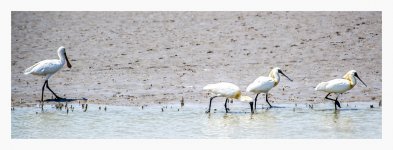 Spoonbill%20Comparison%20-%20Nanhui%20April%20%231-XL.jpg