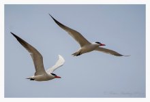 Tern%2C%20Gull-billed%20-%20Nanhui%20April%20%231-XL.jpg