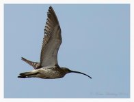 Curlew%2C%20Eurasian%20-%20Nanhui%20April%20%231-XL.jpg