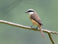 BrownShrike07.jpg