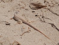 California Desert Lizard 1.jpg