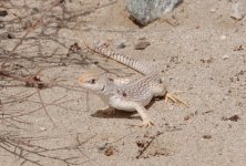 California Desert Lizard 2.jpg