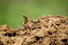 DSC_8692-Lizard-Termite-Ngorongoro.jpg