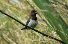 IMG_3663 White-rumped Munia @ Tai O.JPG