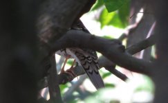 IMG_3666 white's Thrush's butt @ Tai O.JPG