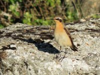 2014.04.26 Male Wheatear.JPG