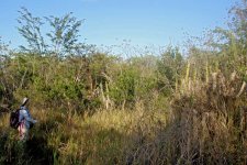 Guanica-forest1.jpg