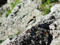 2014.04.26 Male Black-eared Wheatear.JPG