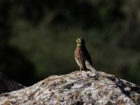 2014.04.26 Cirl Bunting.JPG