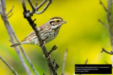 Yellow-browed Bunting 3.jpg