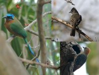 motmot, elaenia, woodpecker.JPG