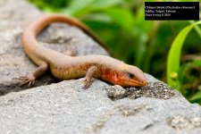 Chinese Skink.jpg