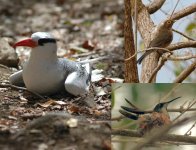 Tropicbird, Thrush, RTHummer.JPG