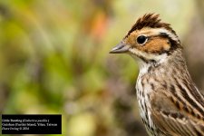 Little Bunting 5.jpg