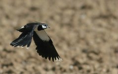 LAPWING 2 A.jpg