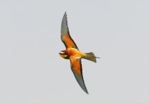 Bee-eater upload 894B7877.jpg