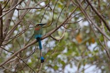 Turquoise-browed Motmot_s.jpg