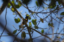 Black-cowled Oriole_s.jpg