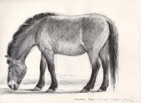 Przewalski-horse-March-2014.jpg