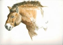 Przewalski-horse-portrait-2.jpg