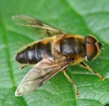 hoverfly sp.JPG