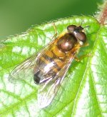 hover fly sp.JPG