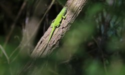 111 Lizard - AAA - Texas Houston - Arboretum & Nature Centre - 14Apr19 - 03-273.jpg