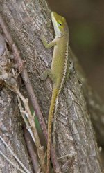 111 Lizard - AAA - Texas Houston - Arboretum & Nature Centre - 14Apr19 - 04-928a.jpg