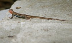 111 Lizard - Texas Alamo - B&B - 14Apr24 - 07-6283.jpg