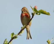 Linnet.jpg