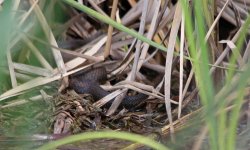 111 Snake - Texas Lake Jackson - San Bernard Wildlife Refuge - 14May02 - 15-3243 copy.jpg