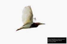 Chinese Pond-Heron.jpg