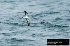 Streaked Shearwater.jpg