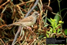 Black-faced Bunting 2.jpg