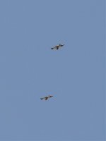 2014.04.11 Booted Eagles.jpg