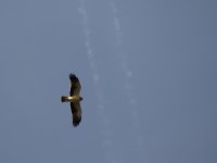 2014.04.11 Booted Eagle.JPG
