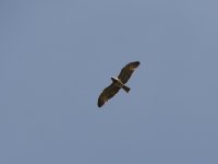 2014.04.11 Short-toed Eagle.JPG